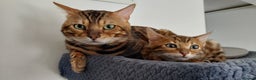 Bengal cats for stud: Impressive Stud Bengal TICA WCF reg in Harlow - Advert 15