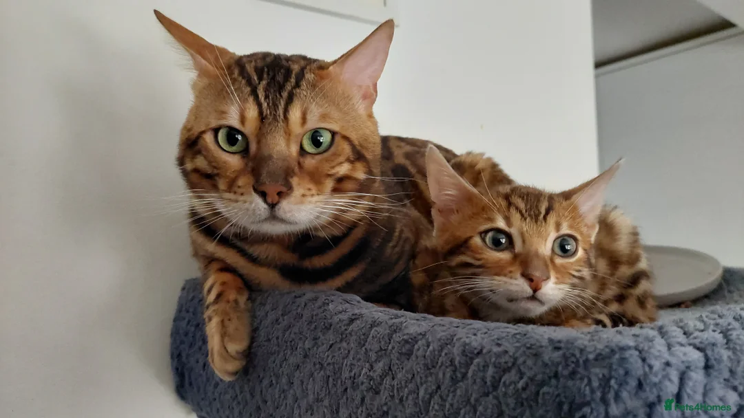 Bengal cats for stud: Impressive Stud Bengal TICA WCF reg in Harlow - Advert 15