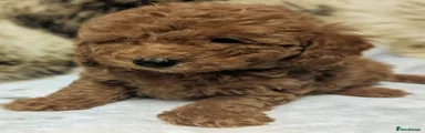 Toy Poodle 3