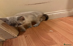 Mixed Breed cats for sale: 4 friendly kittens, ready now. - Image 5