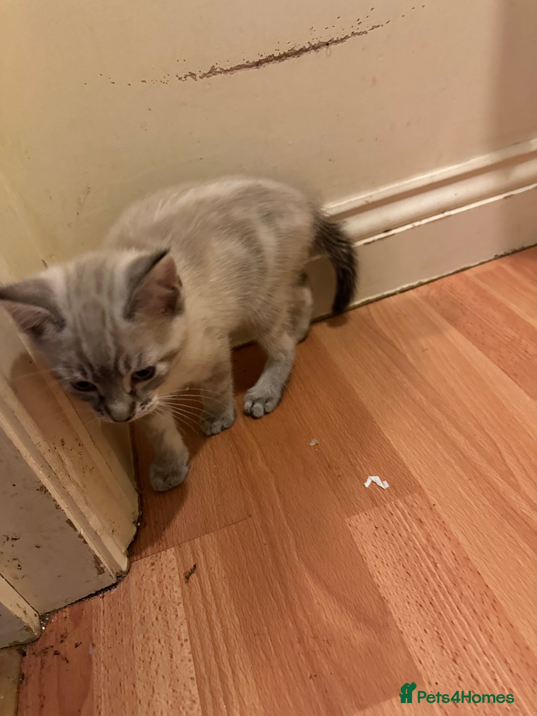 Mixed Breed cats for sale: 4 friendly kittens, ready now. - Image 5