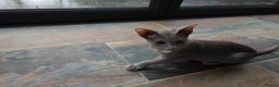 Oriental cats for sale: Handsome Loving Oriental Shorthair Boy Lilac-Grey - Advert 5