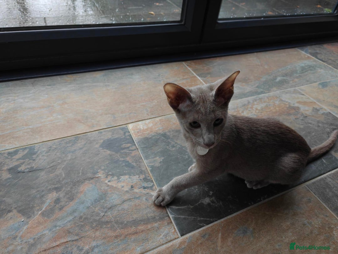 Oriental cats for sale: Handsome Loving Oriental Shorthair Boy Lilac-Grey - Advert 5