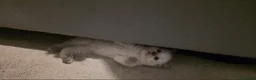 Ragdoll cats for sale: Beautiful ragdoll kittens - Advert 9