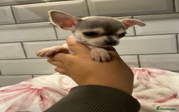 Chihuahua dogs for sale: Chihuahua puppies for sale  - Image 2
