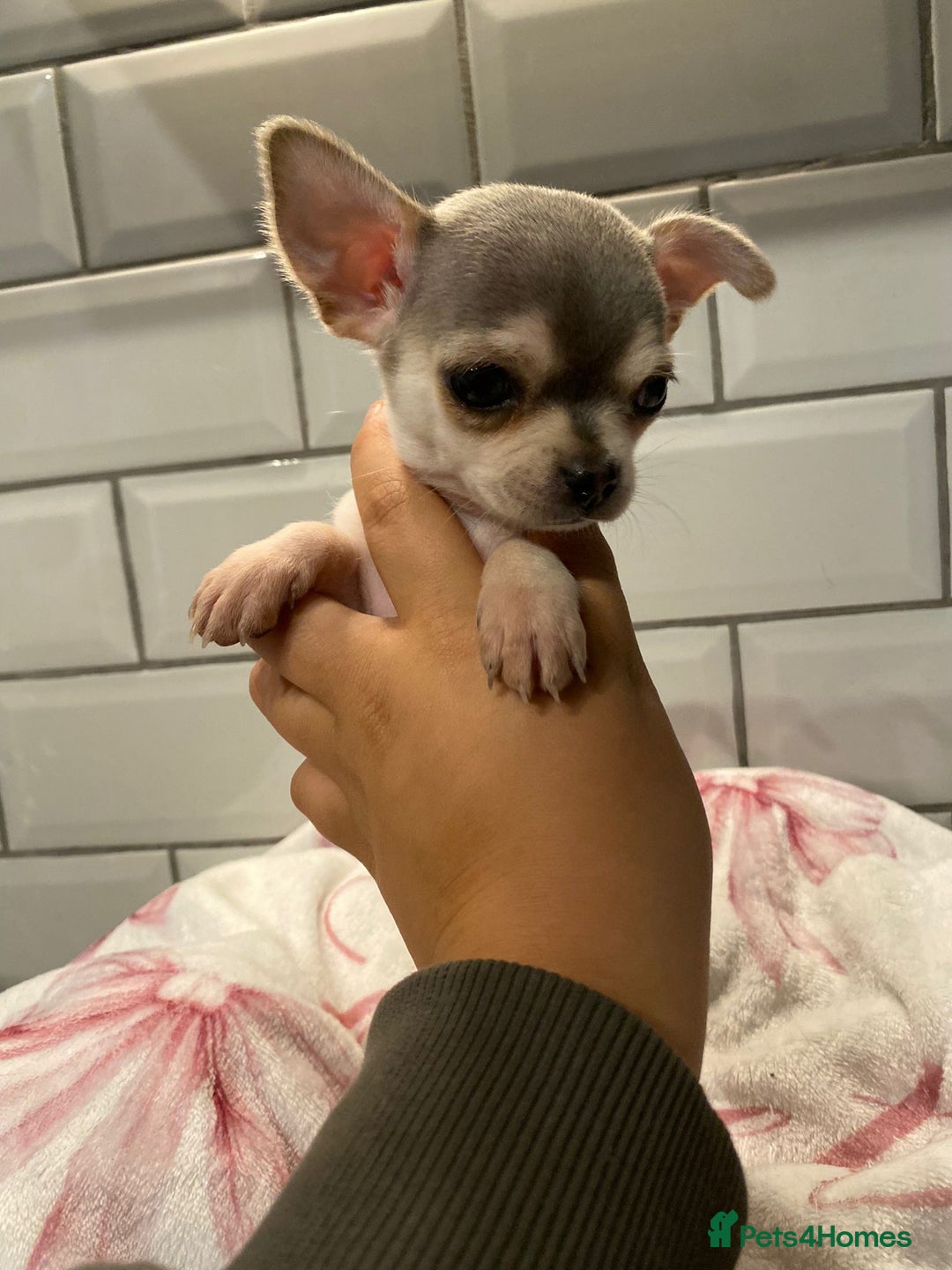 Chihuahua dogs for sale: Chihuahua puppies for sale  - Image 2