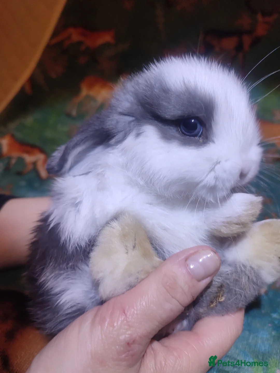 Mini Lop rabbits for sale: Baby Mini Lops - Advert 1