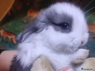 Mini Lop rabbits Baby Mini Lops - Advert 1