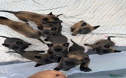 Belgian Shepherd Dog dogs for sale: Belgain malinois pups for sale  - Image 1