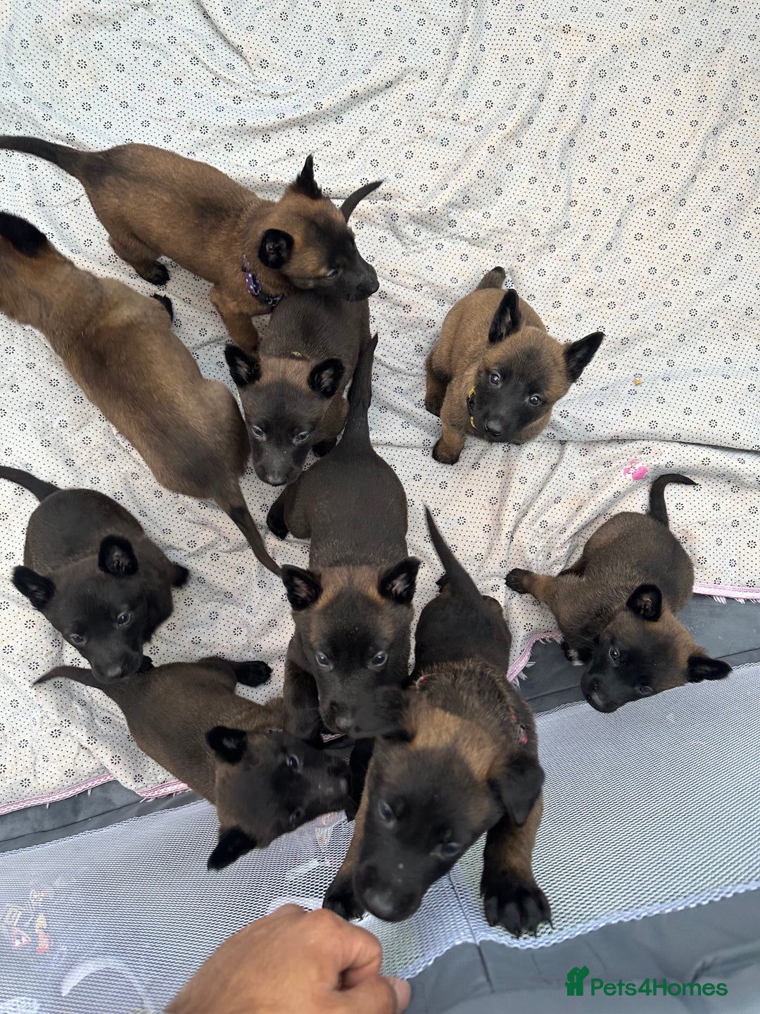 Belgian Shepherd Dog dogs for sale: Belgain malinois pups for sale  - Image 1
