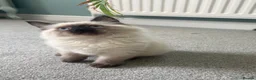 Ragdoll cats for sale: Chunky TICA registered seal kittens - Advert 4