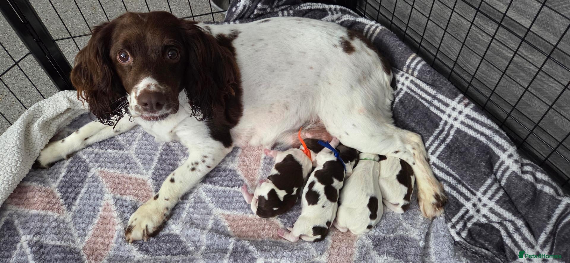 Sprocker dogs Sprocker Spaniels  - Advert 2
