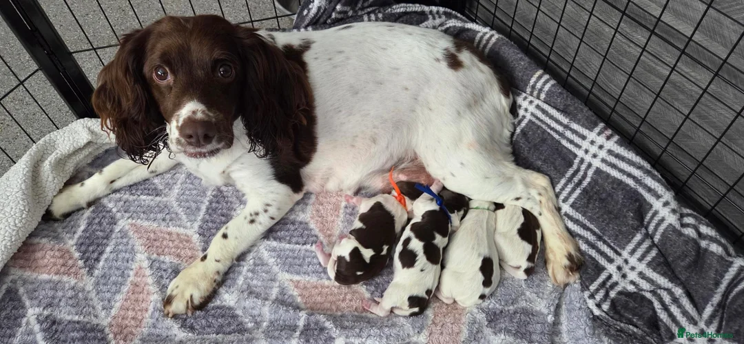Sprocker dogs for sale: Sprocker Spaniels  - Advert 1