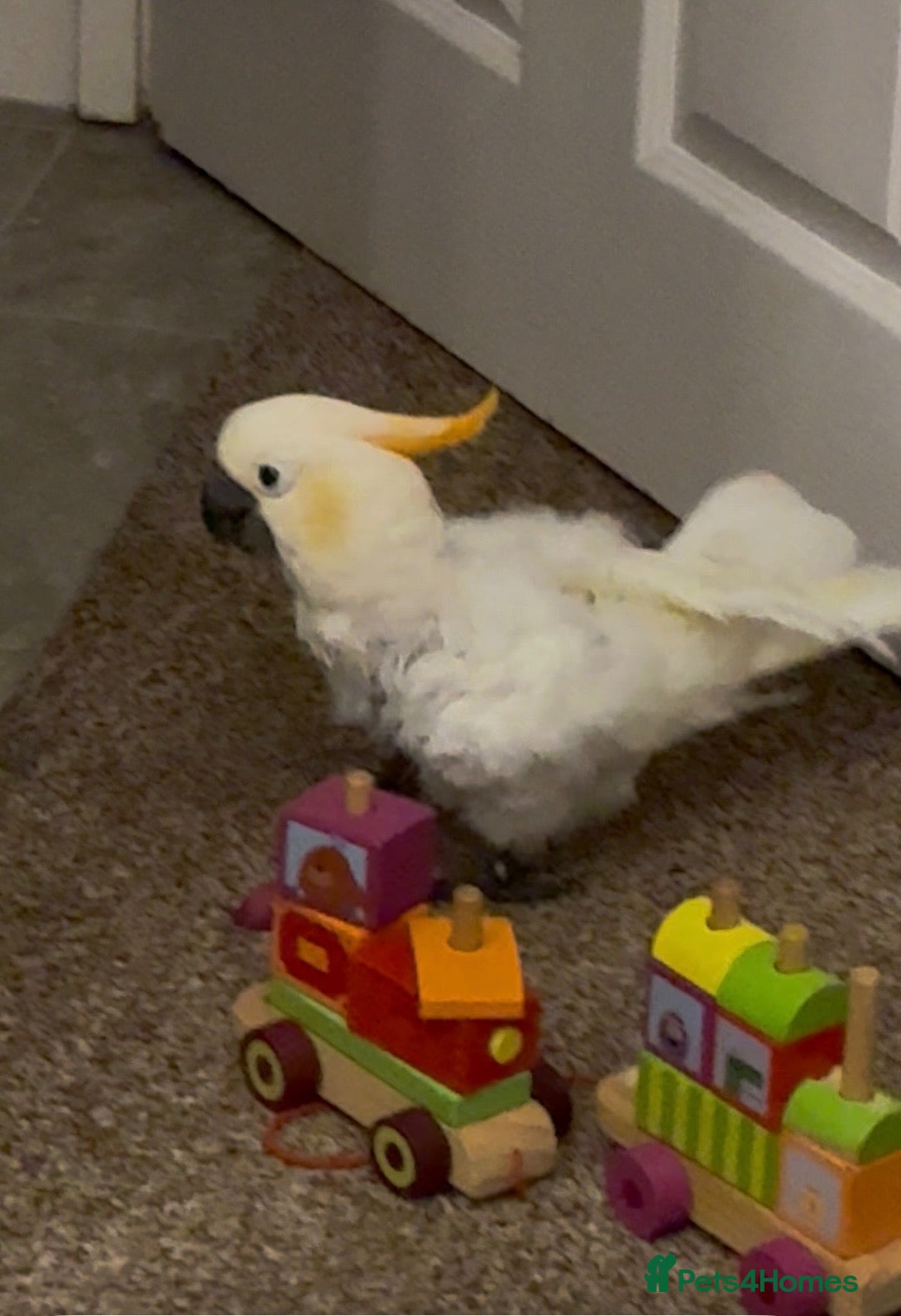 Cockatoo birds for sale: Sulphur Cockatoo - Advert 2