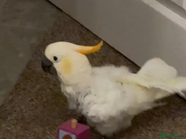 Cockatoo birds for sale: Sulphur Cockatoo - Advert 2