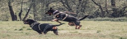 Rottweiler dogs for sale: 9 beautiful Rottweiler puppies for sale  - Advert 23