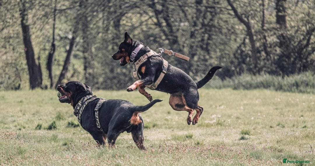 Rottweiler dogs for sale: 9 beautiful Rottweiler puppies for sale  - Advert 23