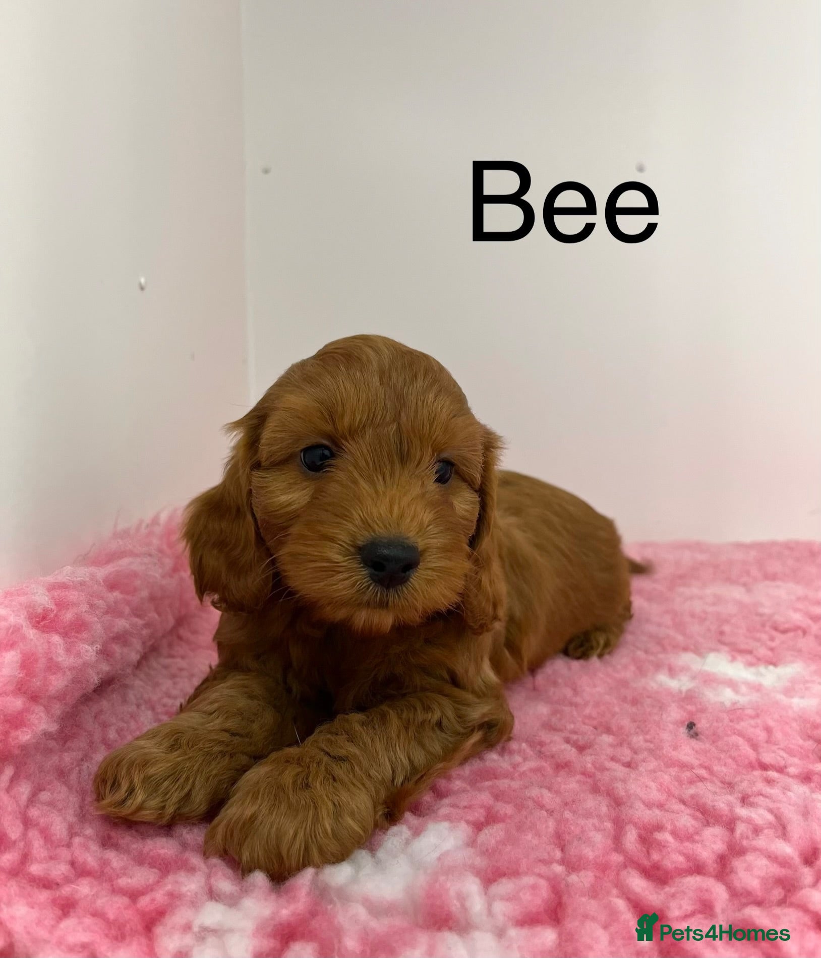 Cockapoo dogs Only 4 left! Beautiful cockapoos! Ready to now!  - Advert 1