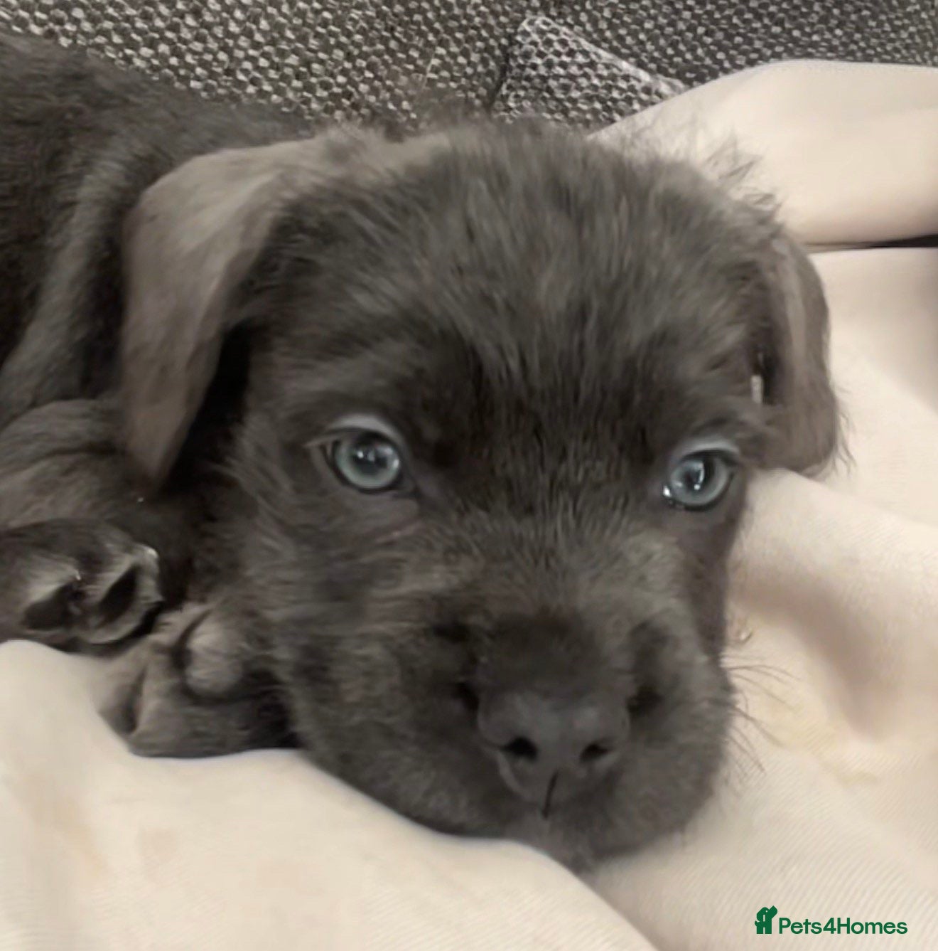 Mixed Breed dogs Cane Corso puppy - Advert 1