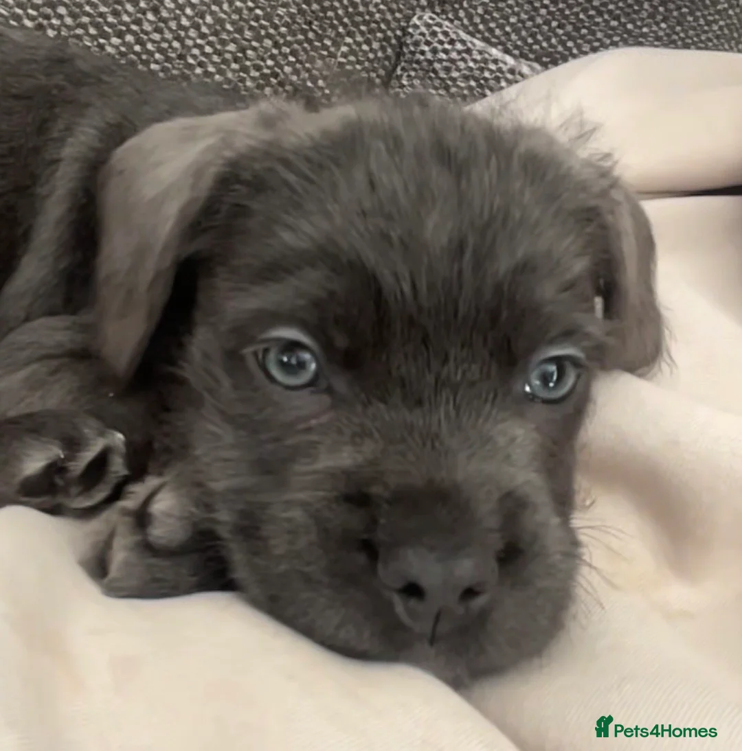 Mixed Breed dogs for sale: Cane Corso puppy - Advert 1