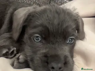 Mixed Breed dogs Cane Corso puppy - Advert 1