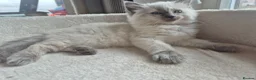 Ragdoll cats for sale: Beautiful ragdolls gccf and tica registered - Advert 34