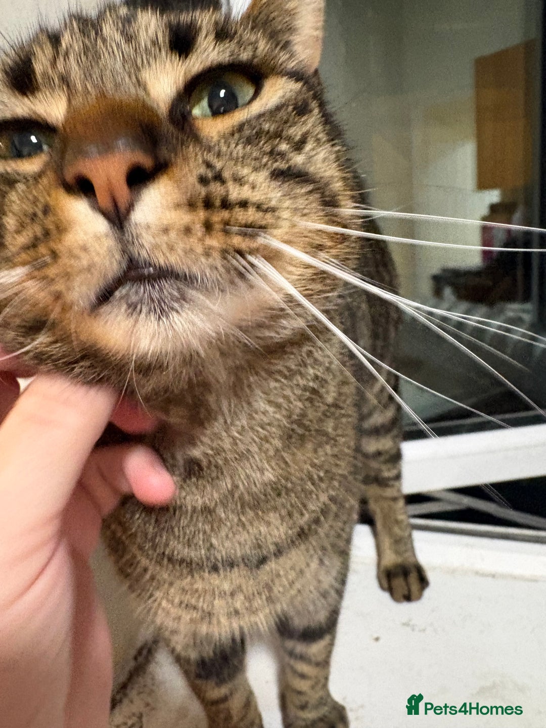 British Shorthair cats for sale: Tinkabell  - Advert 2