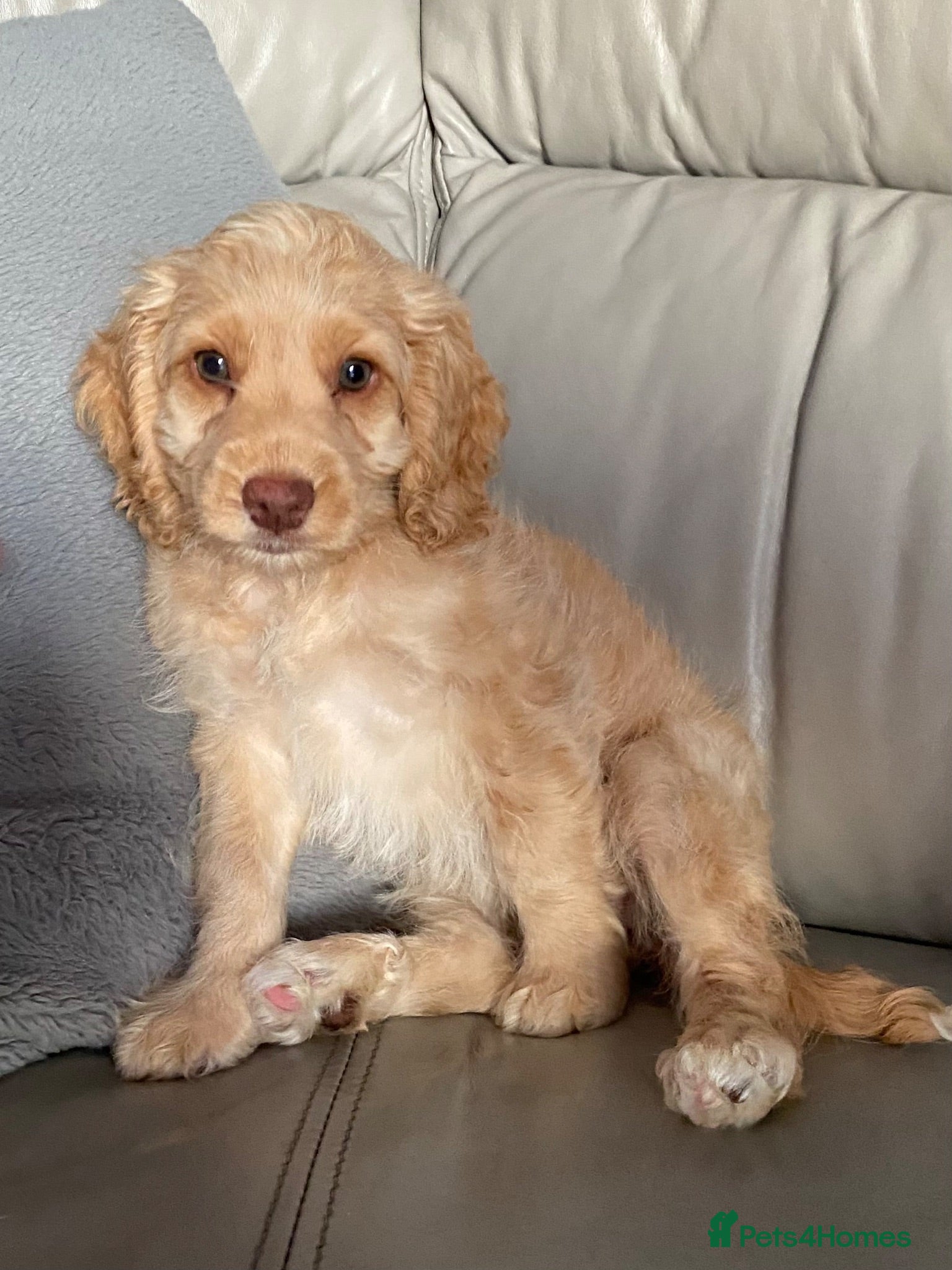Cockapoo dogs Cockapoo puppies  - Advert 2
