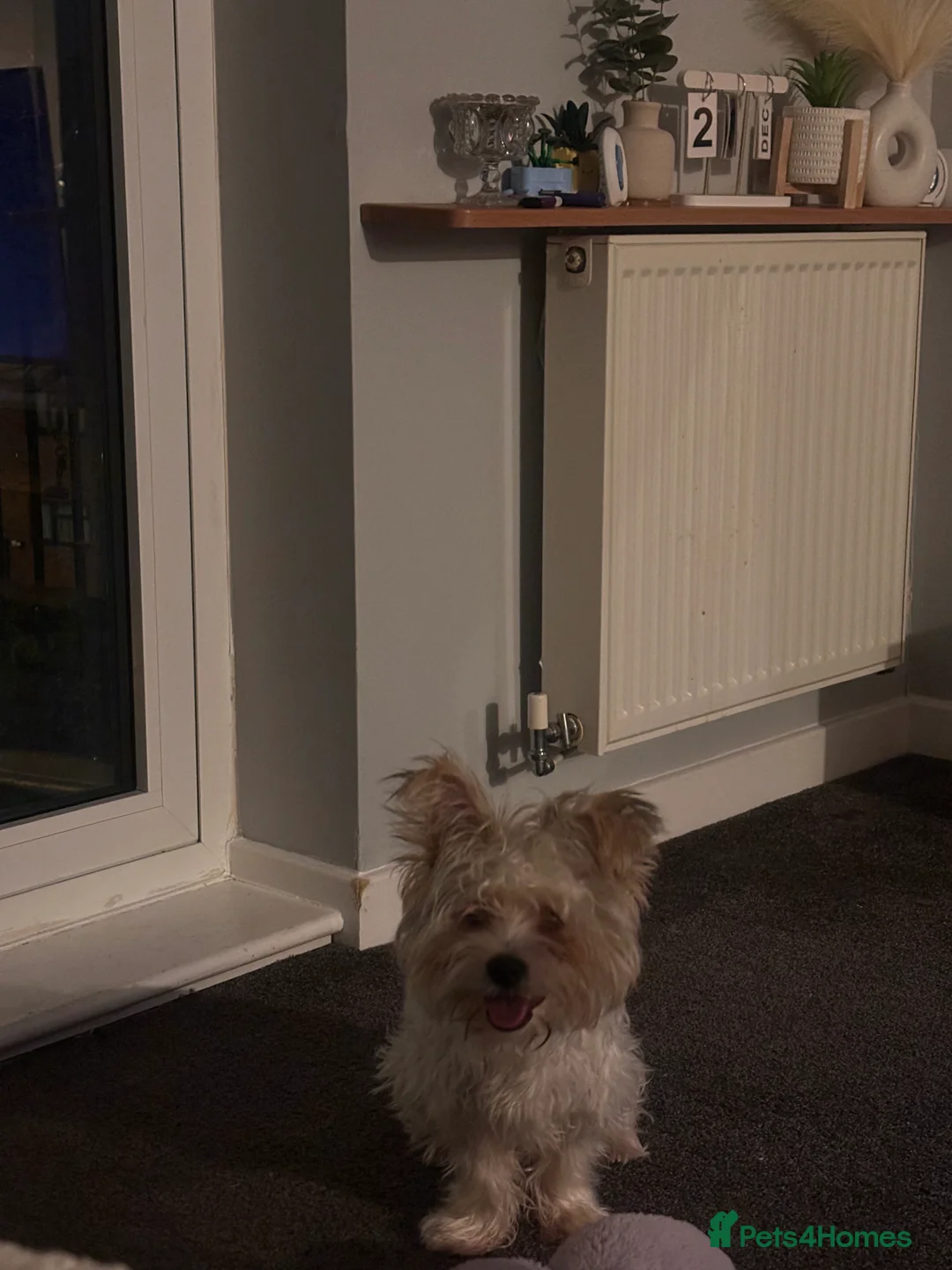 Biewer Terrier dogs for sale: Biewer terrier puppy  - Advert 2