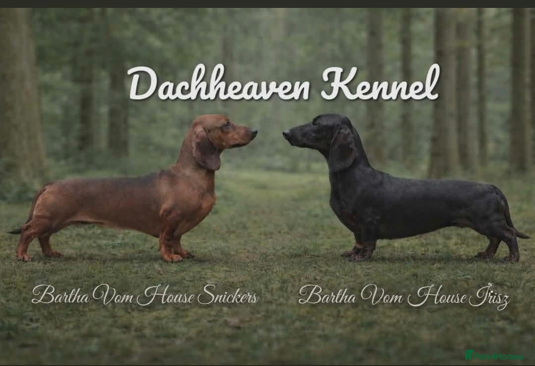 Miniature Dachshund dogs Miniature dachshund babies  - Advert 17