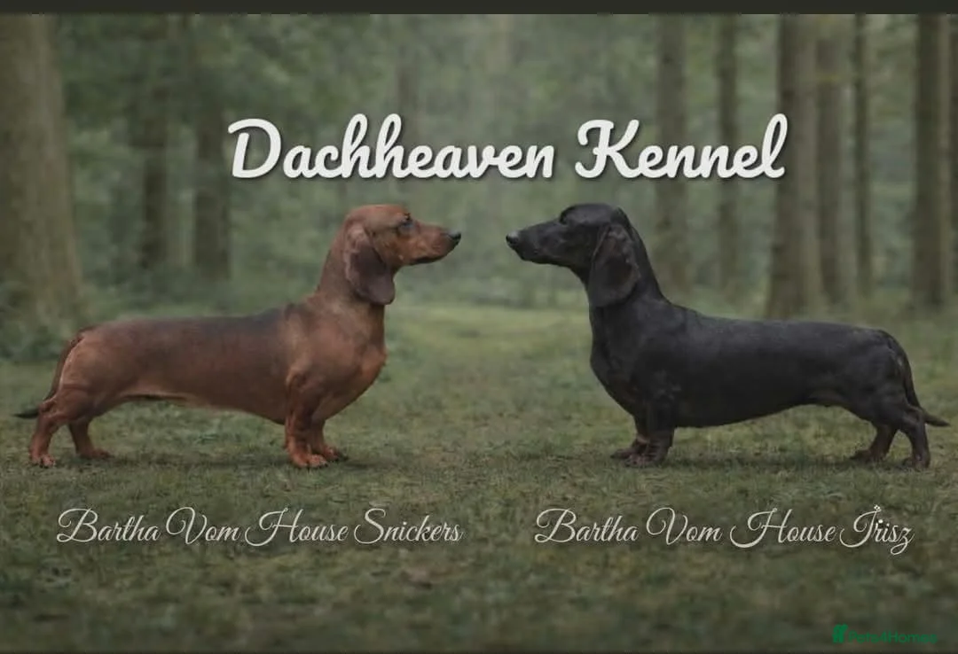 Miniature Dachshund dogs for sale: Miniature dachshund babies  - Advert 1