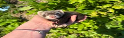 Ferret rodents for sale: Kits for sale  - Advert 8