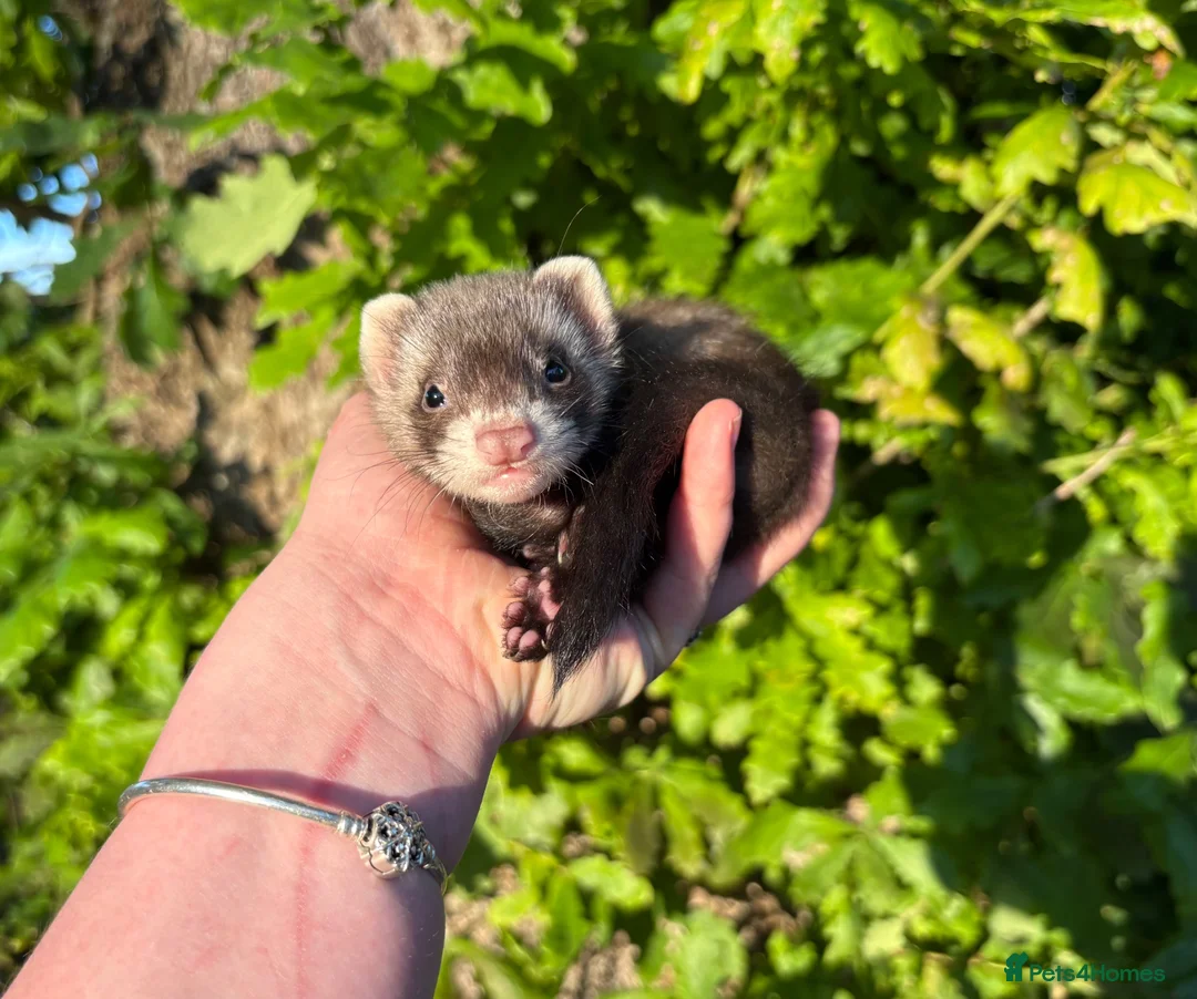 Ferret rodents for sale: Kits for sale  - Advert 8