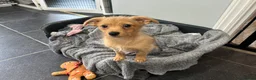 Mixed Breed dogs for sale: Miniature dapple Dauchshund long hair Pomeranian  - Advert 8