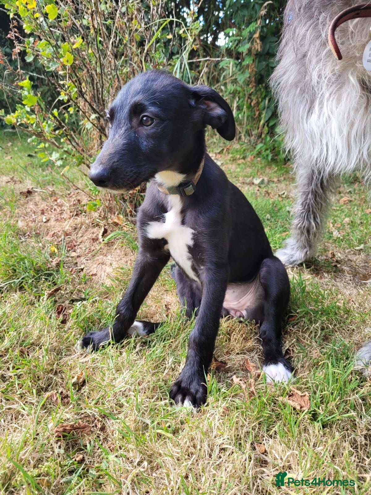Lurcher dogs Lurcher puppy - Advert 1
