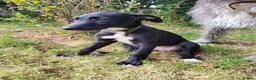 Lurcher dogs for sale: Lurcher puppy in Okehampton - Advert 1