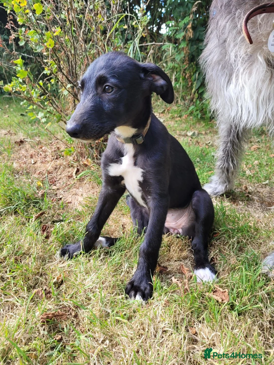 Lurcher dogs for sale: Lurcher puppy in Okehampton - Advert 1
