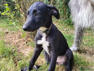 Lurcher dogs Lurcher puppy - Advert 1