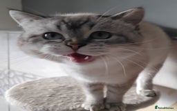British Shorthair cats for sale: 2 British Short Hair males - Image 6