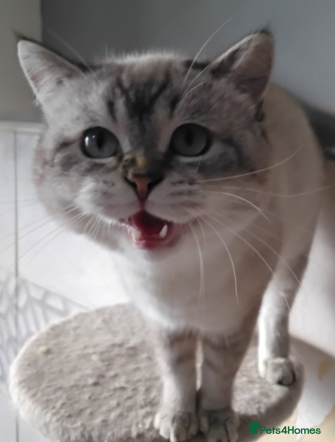 British Shorthair cats for sale: 2 British Short Hair males - Image 6