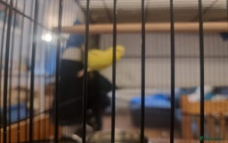 Budgerigars birds for sale: Two budgies and cage - Image 3