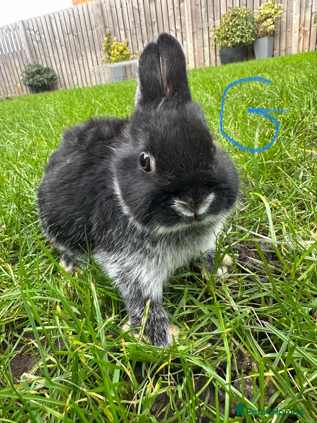 Netherland Dwarf rabbits for sale: Netherland Dwarf Rabbits For Sale  - Advert 3