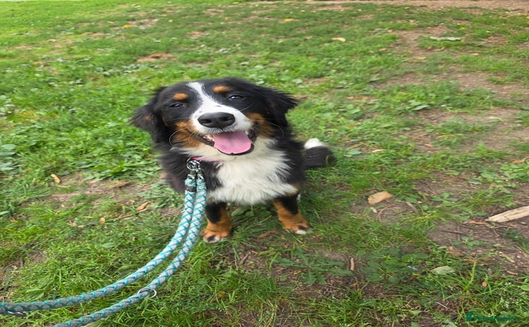 Bernese Mountain Dog dogs - Advert 1