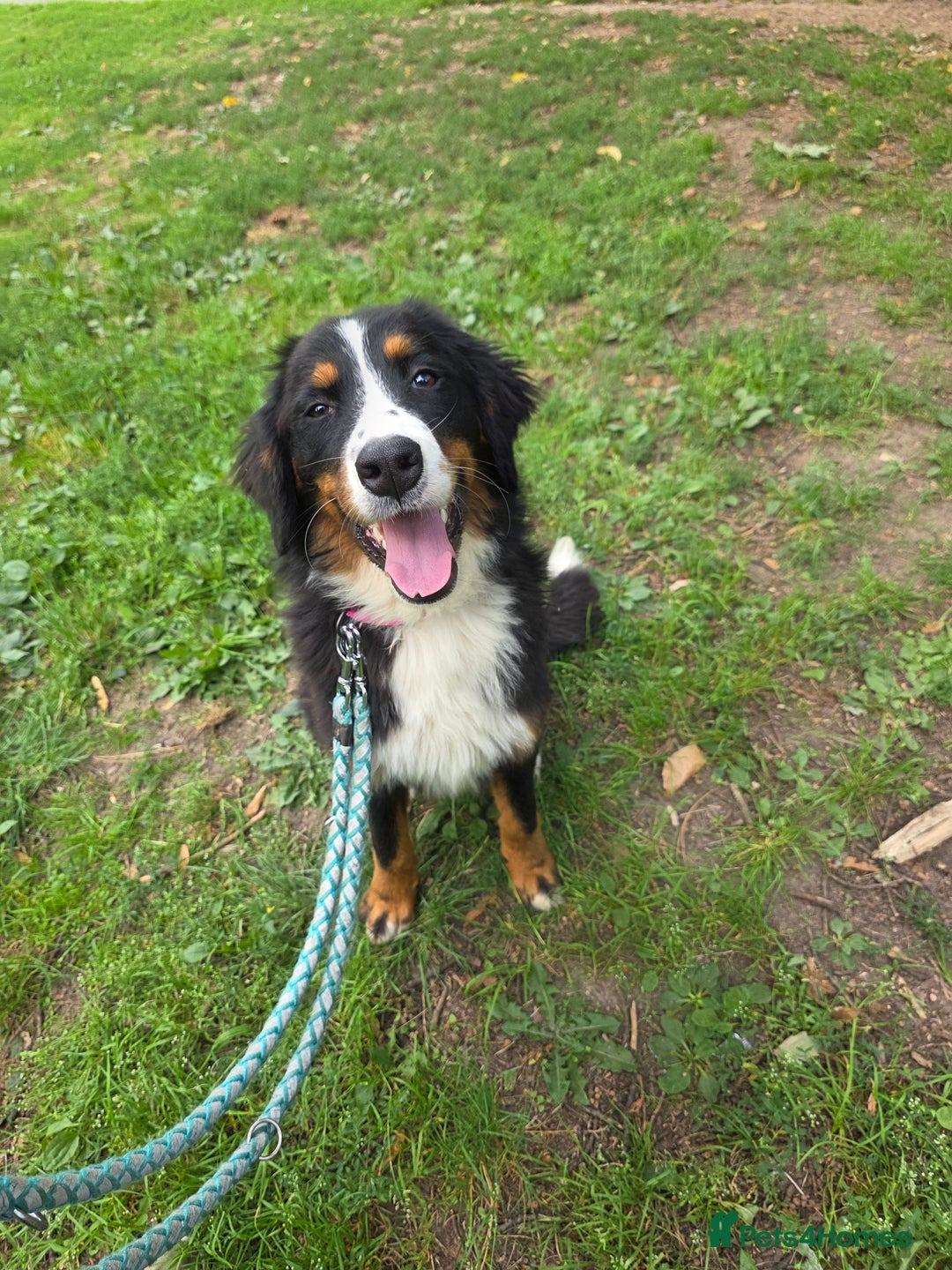 Bernese Mountain Dog dogs for sale: Female 8 month old pedigree  - Image 1