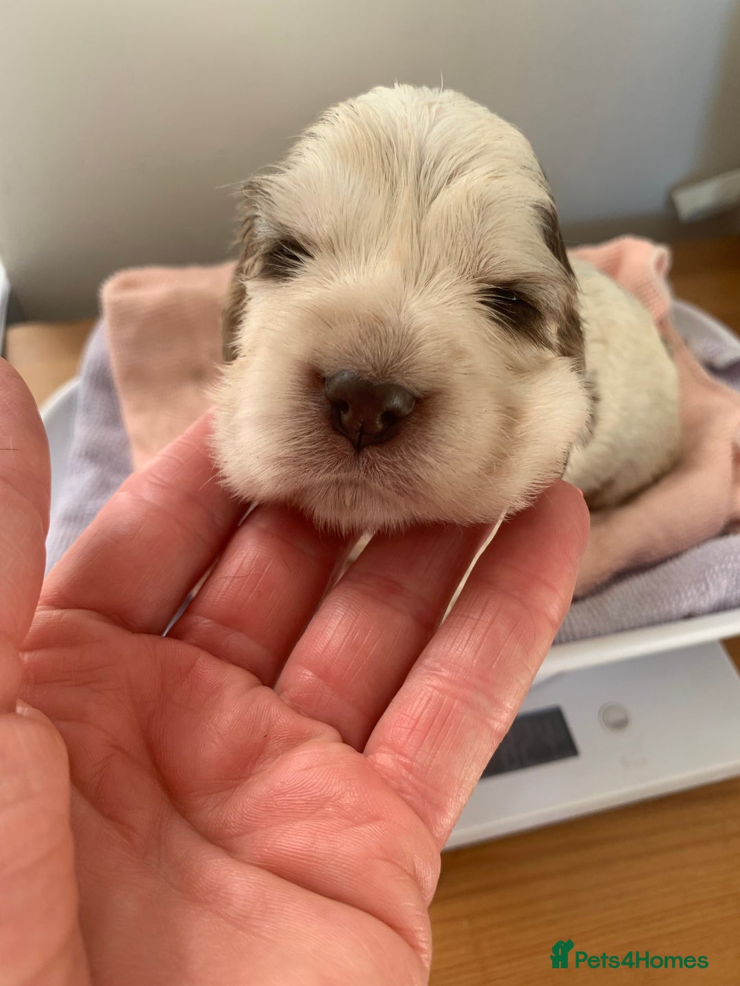 Cocker Spaniel dogs for sale: Beautiful show line cocker spaniel puppies  - Advert 29