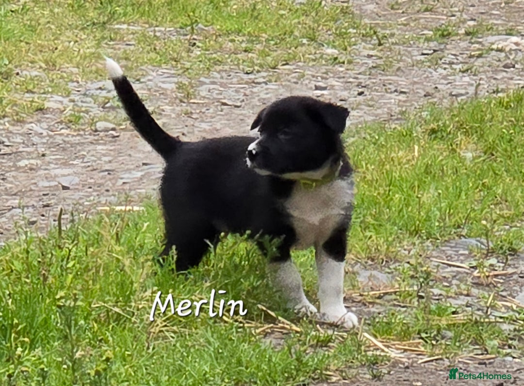 Border Collie dogs for sale:  Any farmers looking for working dogs? - Image 13