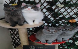 British Shorthair cats for sale: READY NOW GCCF chunky British Shorthair kittens  - Image 13