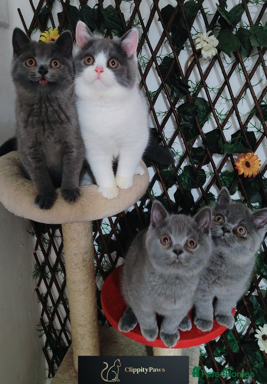 British Shorthair cats for sale: READY NOW GCCF chunky British Shorthair kittens  - Image 13