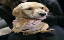 Labrador Retriever dogs for sale: Golden Labrador puppies  - Image 38