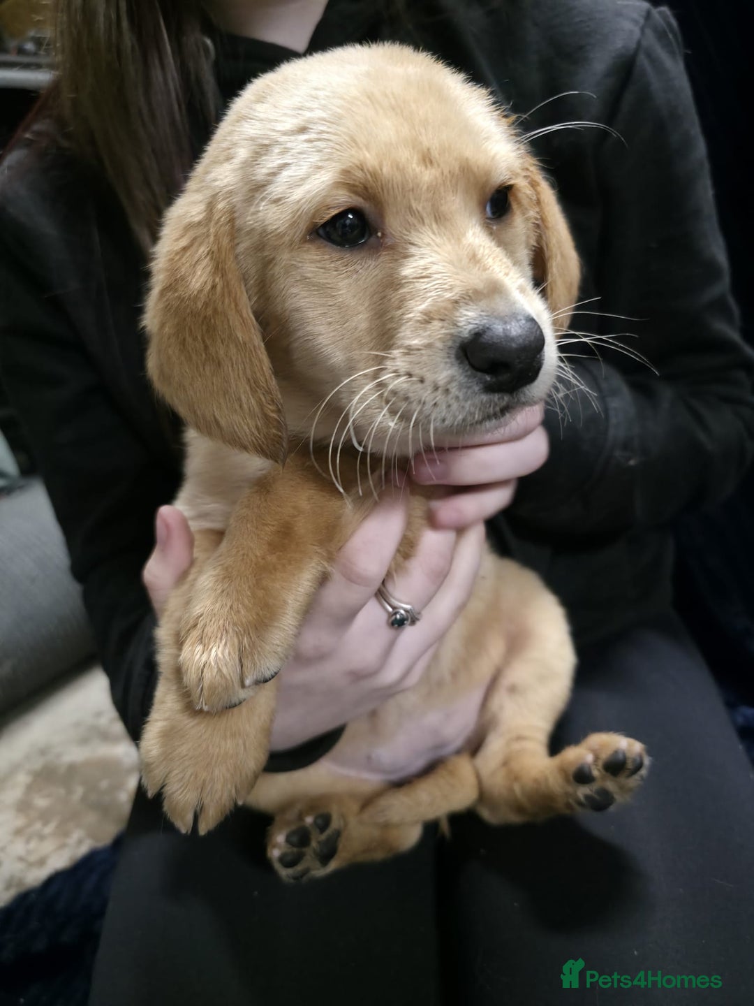 Labrador Retriever dogs for sale: Golden Labrador puppies  - Image 38